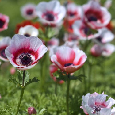 Anemone Coronaria 'Duet', Red and White Anemone